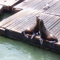 San Francisco Pier 39 (palo-alto_100_8820.jpg) Palo Alto, San Fransico, Bay Area